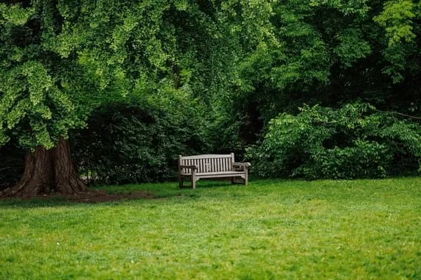 « Attendez-moi sous l'orme »