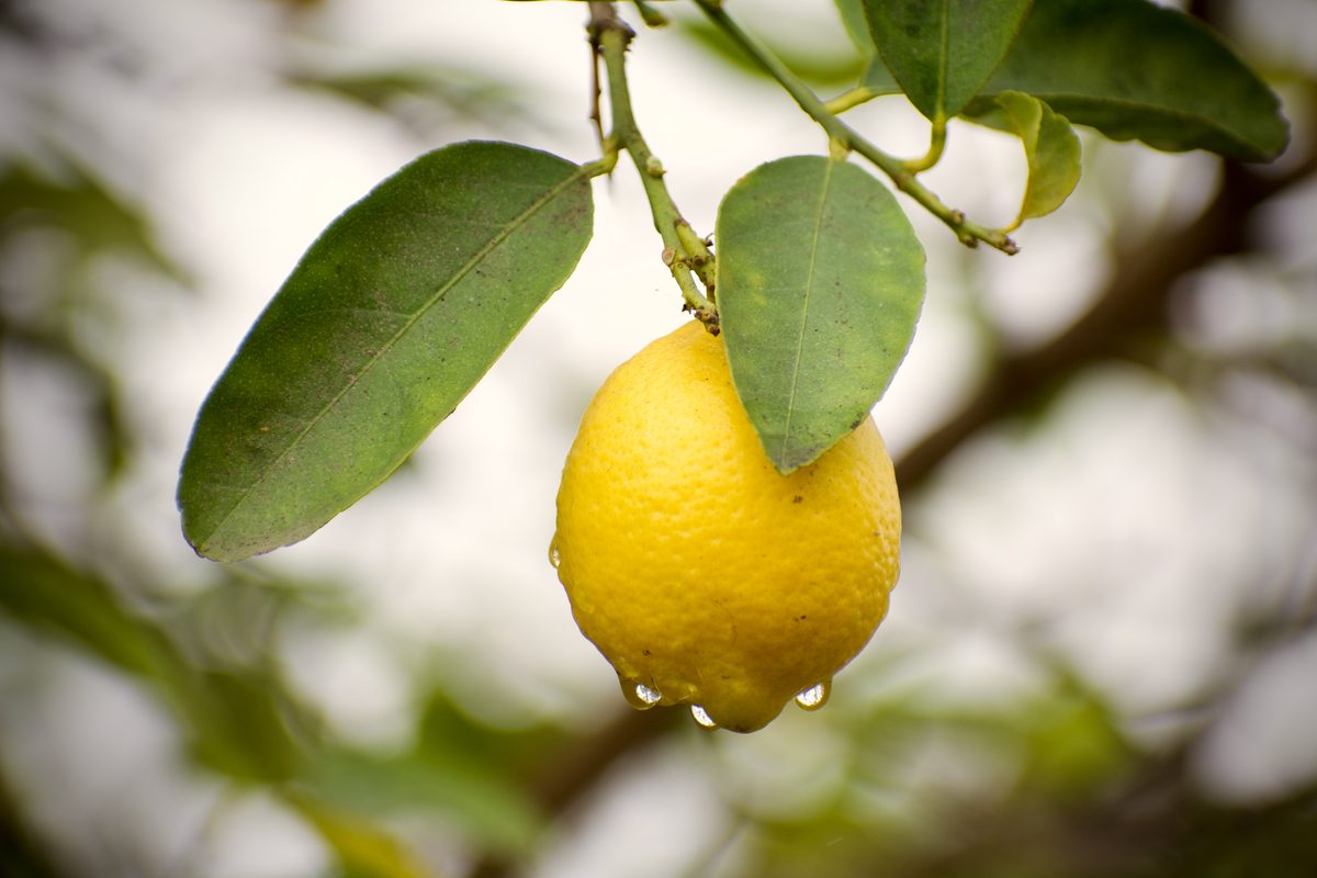 Des citrons