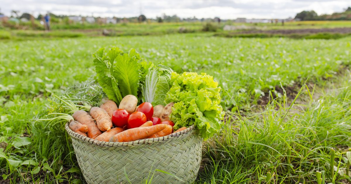 Panier de légumes fraîchement récoltés posé dans un champ cultivé