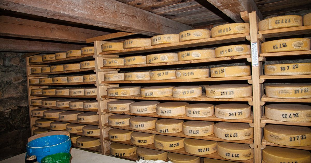 Meules de fromage en cours d'affinage sur des étagères de bois