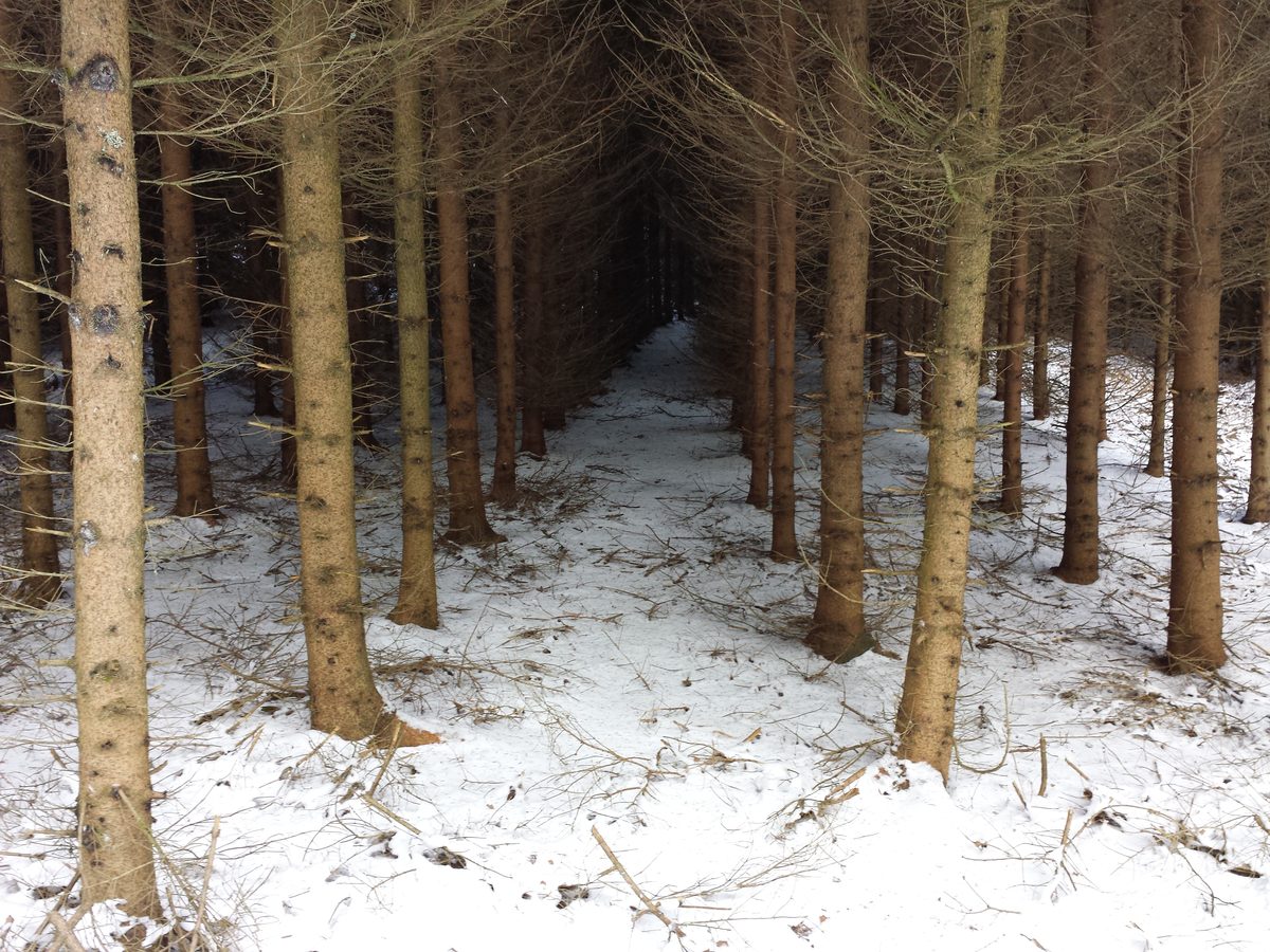 A spruce monoculture planted in regular rows, bare soil beneath the trees