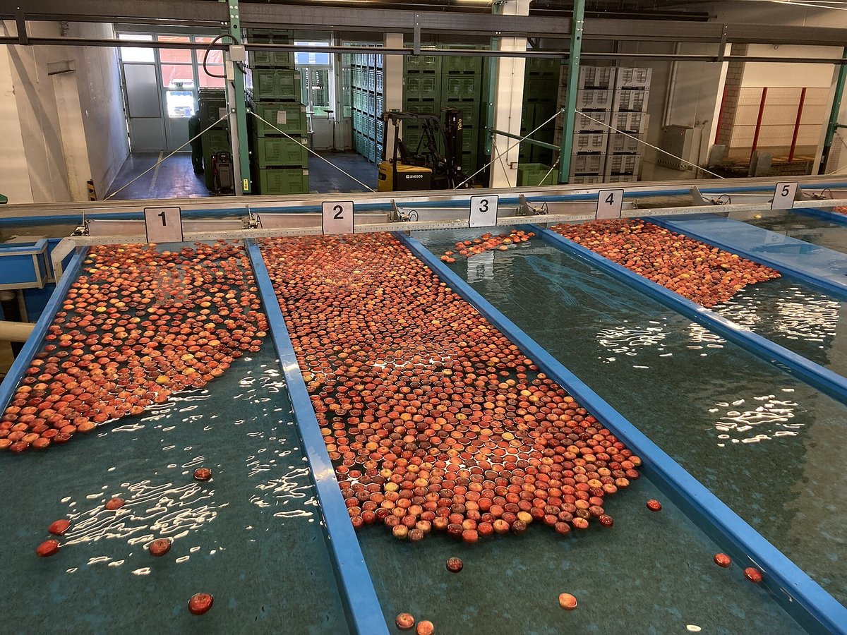 Apple sorting line at a fruit-packing station