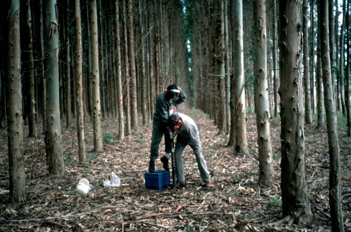 Soil core sampling on a plantation