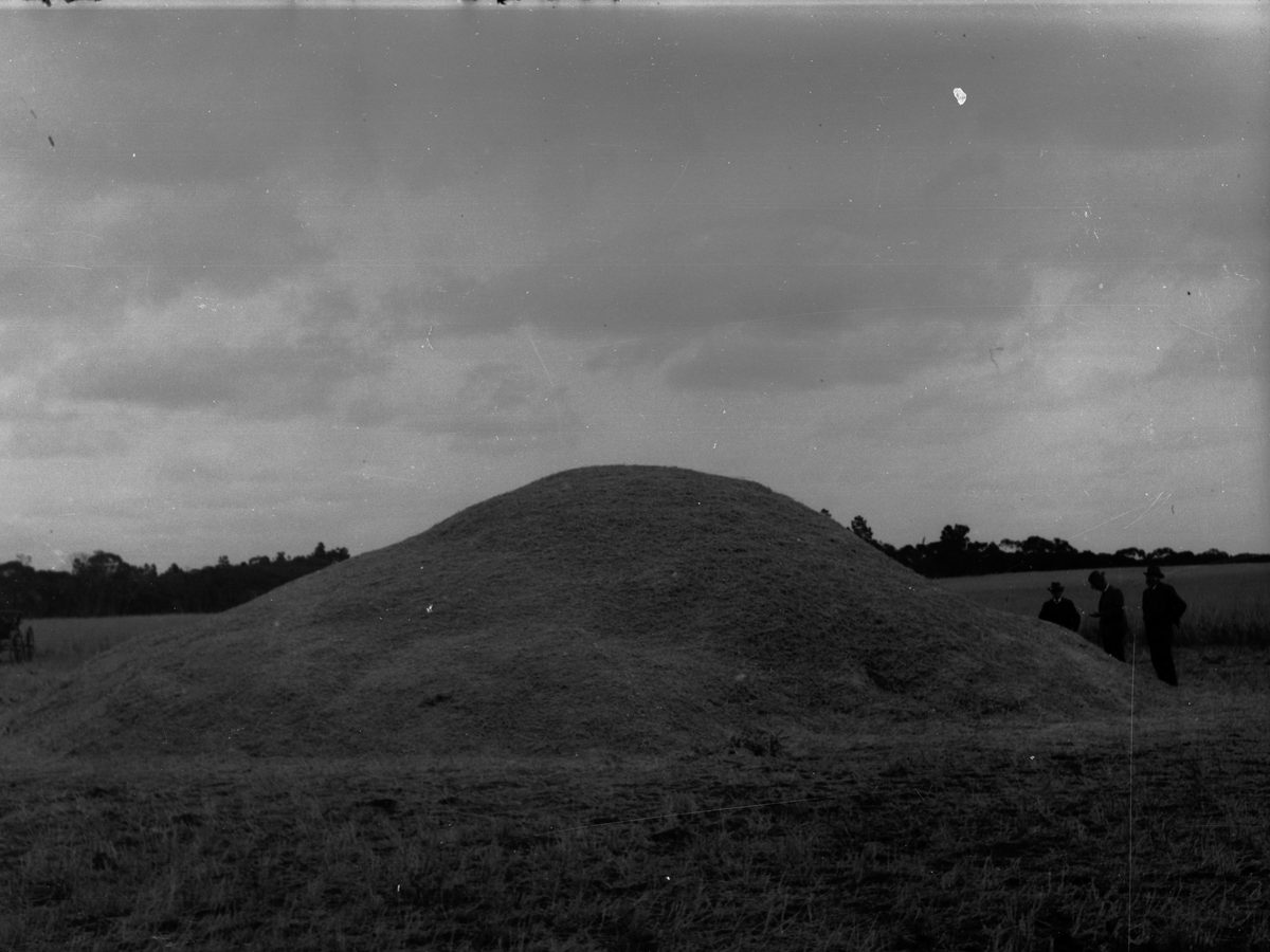A huge heap of threshed wheat in a field, three men standing beside it for scale