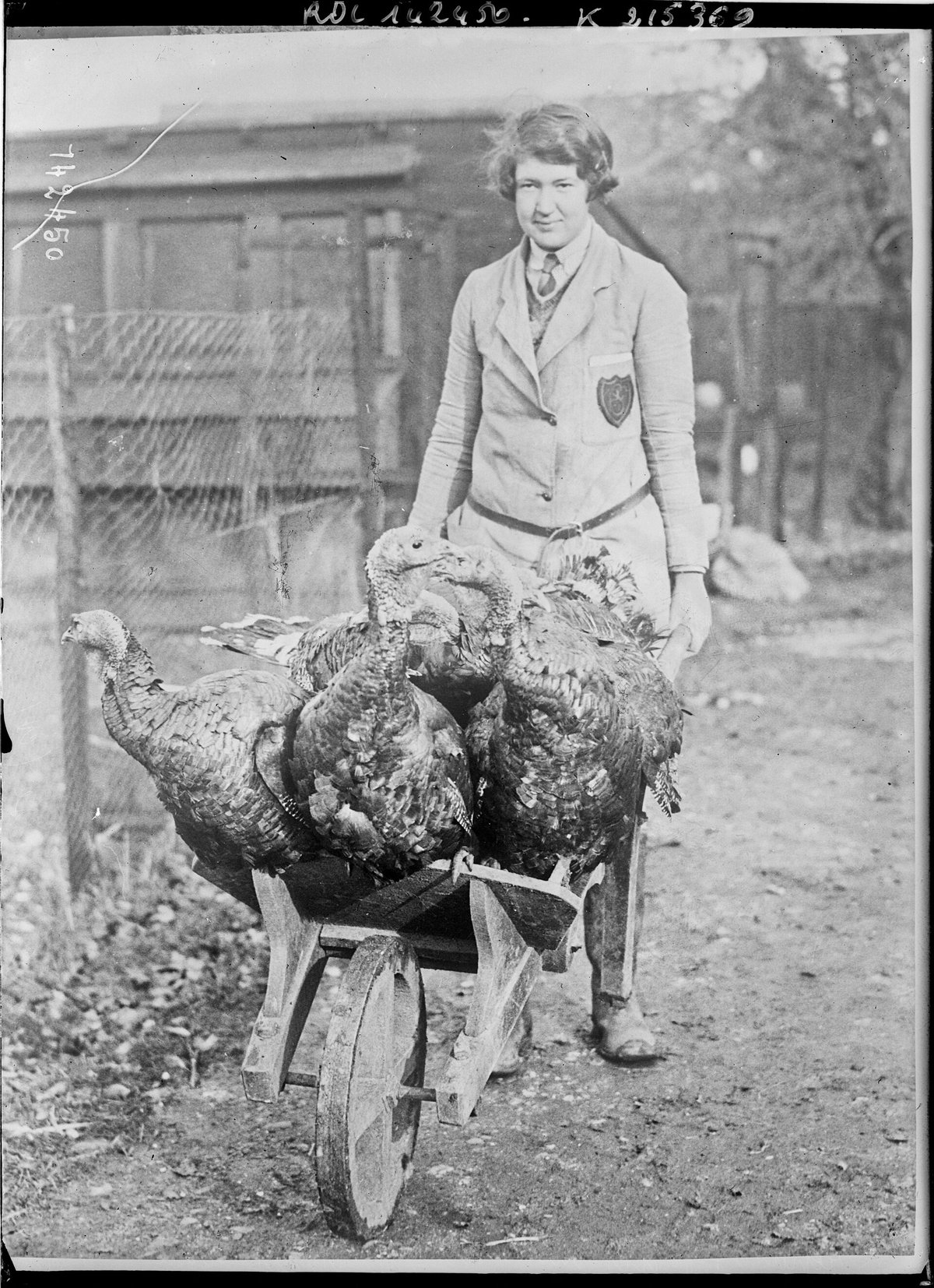 Christmas turkeys on an English poultry farm, 1929